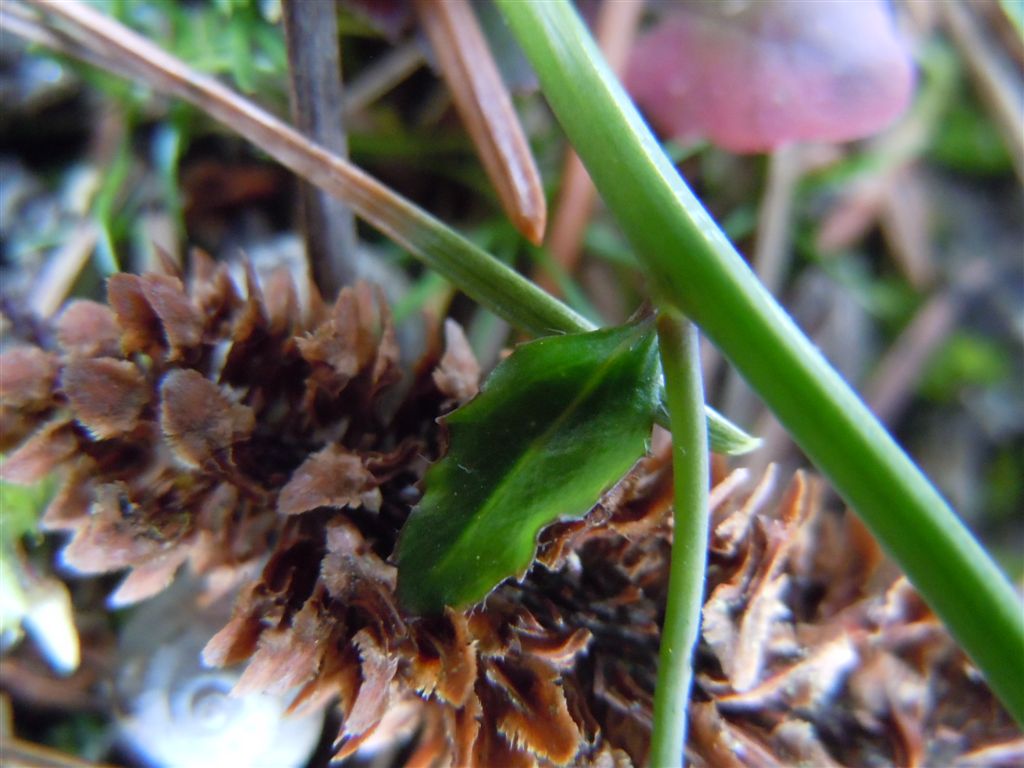 Crucifera da determinare